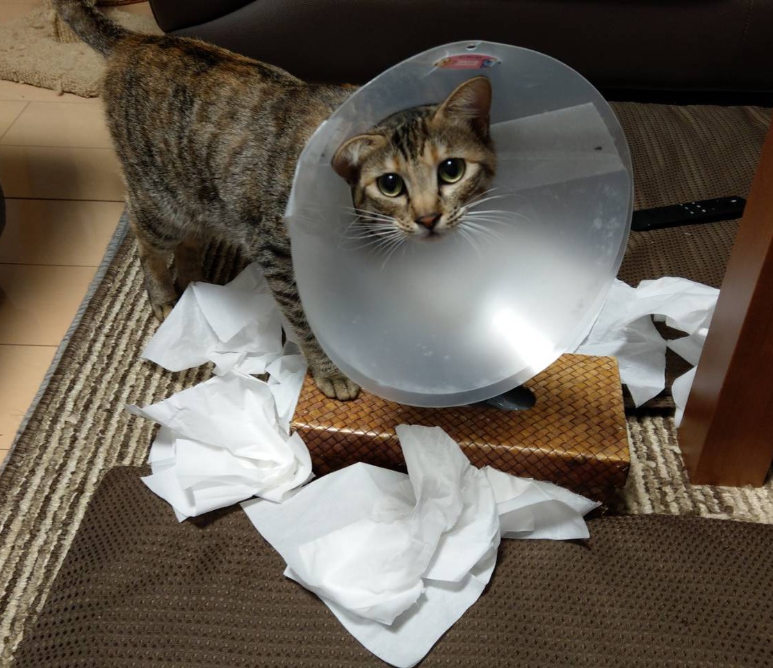 いつもの日常へ