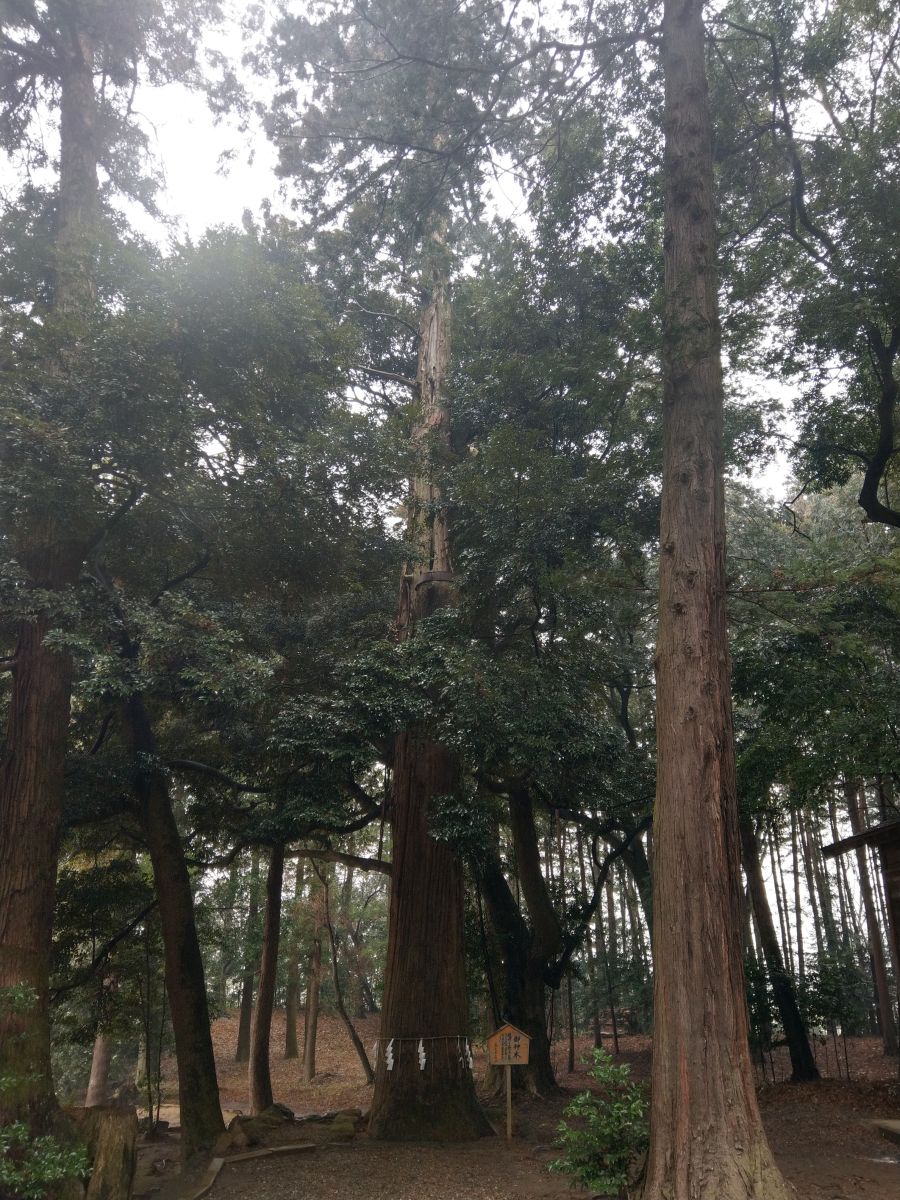 間々田八幡宮　雨の日の神社は神秘的